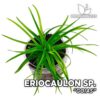 Eriocaulon Goias planta de acuario