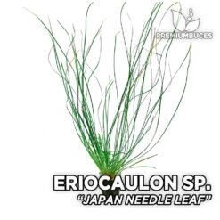 Eriocaulon Japan Needle Leaf planta de acuario