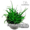 Eriocaulon Vietnam planta de acuario