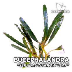 Bucephalandra Sekadau Narrow Leaf planta de acuario