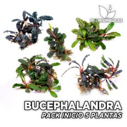 Bucephalandra Pack Inicio 5 Plantas