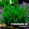 Fissidens Poland II musgo de acuario