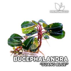 Bucephalandra Suang Blue planta de acuario