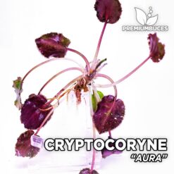 Cryptocoryne Aura planta de acuario