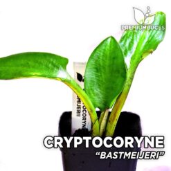 Cryptocoryne Bastmeijeri planta de acuario