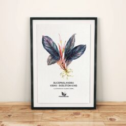 Alternative view of PREMIUMBUCES Bucephalandra Illustration Artworks - Pack 4 Láminas