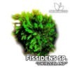 Fissidens sp. “Switzerland” Musgo de acuario