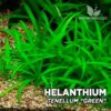 Helanthium Tenellum “Green” (Echinodorus Tenellus) planta de acuario