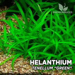 Helanthium Tenellum “Green” (Echinodorus Tenellus) planta de acuario