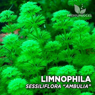 Limnophila Sessiliflora “Ambulia” planta de acuario
