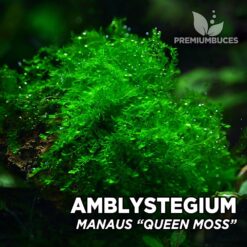 Amblystegium sp. “Manaus” – Queen Moss musgo de acuario