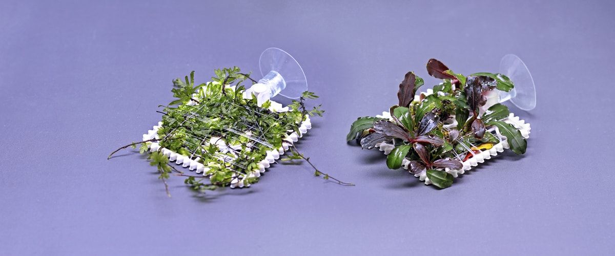 Plantas naturales para acuario
