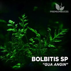 Bolbitis sp. “Gua Angin” planta de acuario