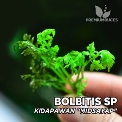 Bolbitis sp. Kidapawan “Midsayap” planta de acuario