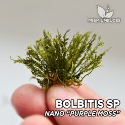 Bolbitis sp. “Nano” Purple Moss musgo de acuario