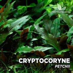 Cryptocoryne Beckettii planta de acuario