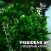 Fissidens sp. “Bucephalandra” musgo de acuario