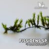 Fissidens sp. “Polyphyllus” musgo de acuario