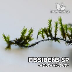 Fissidens sp. “Polyphyllus” musgo de acuario