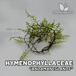 Hymenophyllaceae sp. “Andaman Islands” planta de acuario