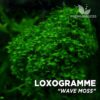 Loxogramme Wave Moss musgo de acuario