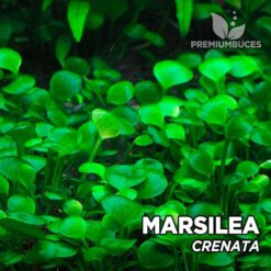 Marsilea Crenata planta de acuario
