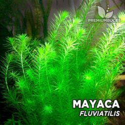 Mayaca Fluviatilis planta de acuario
