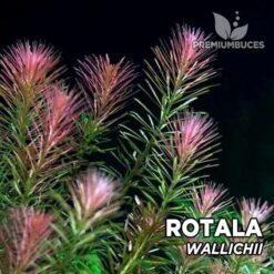 Rotala Wallichii planta de acuario