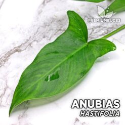 Anubias Hastifolia Planta de acuario