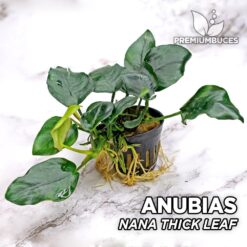 Anubias Nana Thick Leaf planta de acuario