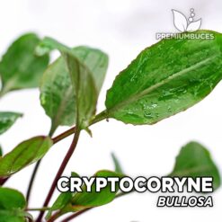 Cryptocoryne Bullosa Planta de acuario