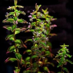 Alternative view of Rotala Macrandra "Pearl"
