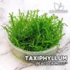 Taxiphyllum “Peacock Moss” Musgo de acuario