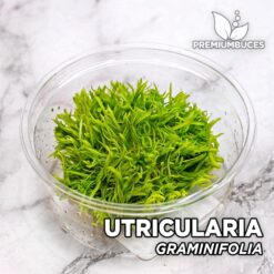Utricularia Graminifolia Planta de acuario