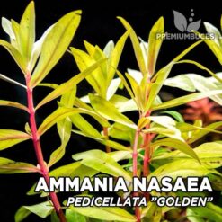 Ammannia Pedicellata “Golden” Planta de acuario