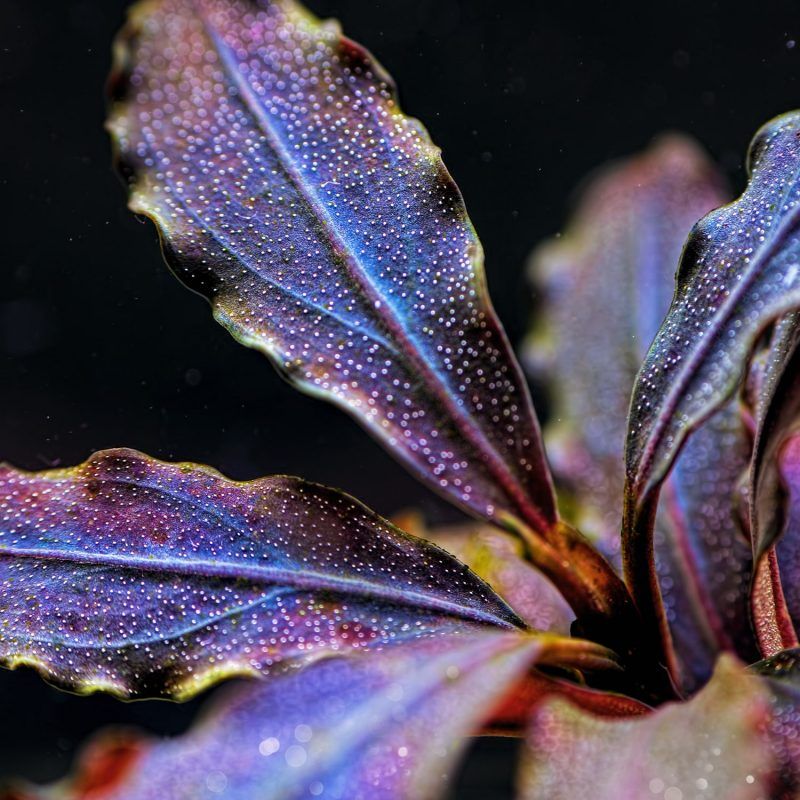 tienda online plantas de acuario