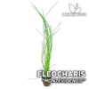 Eleocharis sp. “Montevidensis” Planta de acuario