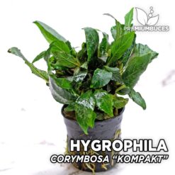 Hygrophila Corymbosa “Kompakt” Planta de acuario