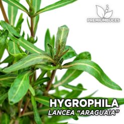 Hygrophila Lancea “Araguaia” Planta de acuario