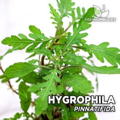 Hygrophila Pinnatifida Planta de acuario