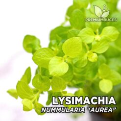 Lysimachia Nummularia “Aurea” Planta de acuario