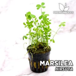 Marsilea Hirsuta Planta de acuario