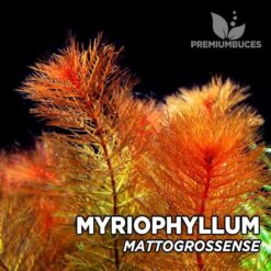 Myriophyllum Mattogrossense Planta de acuario