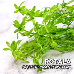 Rotala Boschii “Nanjenshan” Planta de acuario