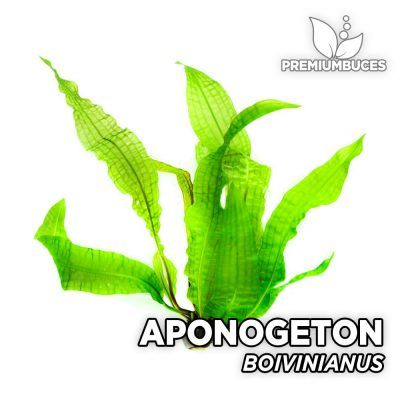 Aponogeton Boivinianus Planta de acuario