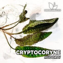 Cryptocoryne Hudoroi Planta de acuario