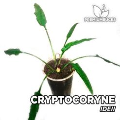 Cryptocoryne Ideii Planta de acuario