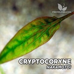 Cryptocoryne “Nakamotoi” Planta de acuario