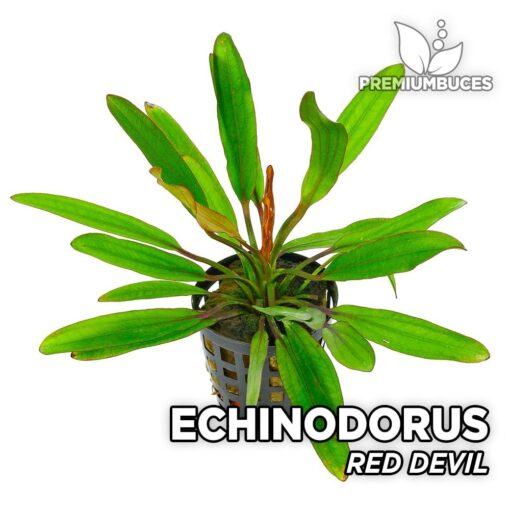 Echinodorus Red Devil Planta de acuario