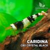 Caridina Crystal Black CBS "Black Bee"